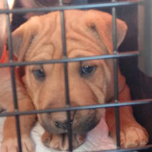 Meet your Posher, Lance